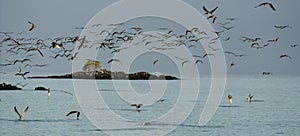 Flock of Blue Footed Boobies Dive For Fish At Sundown