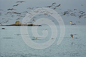 Flock of Blue Footed Boobies Dive For Fish At Sundown