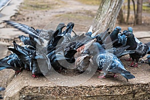 A flock of blue-gray pigeons eats grain on a stone pedestal in the city Park