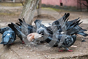 A flock of blue-gray pigeons eats grain on a stone pedestal in the city Park