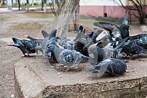 A flock of blue-gray pigeons eats grain on a stone pedestal in the city Park