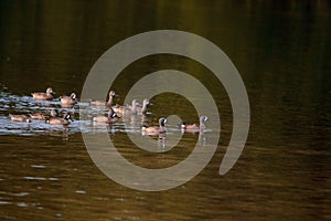 Flock of blue winged teal ducks Anas discors