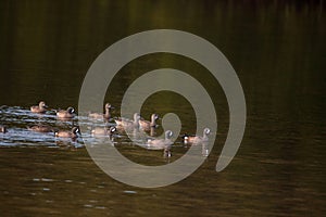 Flock of blue winged teal ducks Anas discors