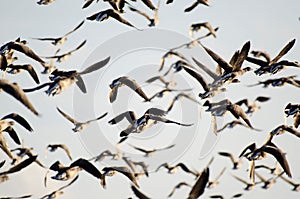Flock of Brent geese in flight