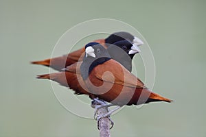 flock of brown birds rejoin on wooden branch with happy and fresh look, chestnut or black-headed munia