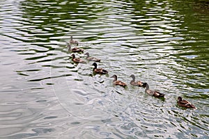 A flock of brown ducks floats in a row.