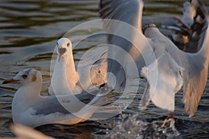 Flock of Brown headed seagulls in lake in India