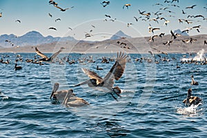 Flock of brown pelicans