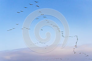 Flock of brown pelicans flying in a formation, and clear blue sky in the background, copy space