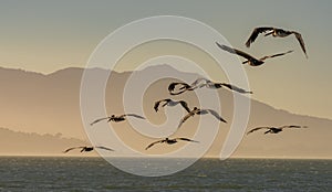 Flock of Brown Pelicans Flying over the Pacific Ocean at Dusk