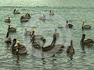 Flock of Brown Pelicans on the Gulf of California, near Mulege, Mexico