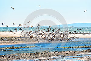 Flock of Brown Pelicans Taking Flight from Shallow Waters