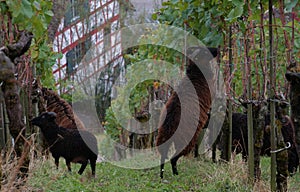 A flock of brown sheep grazing a vineyard in autumn.