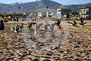 A flock of brown and white seagulls in flight at the beach surrounded by silky brown sand and beachfront homes