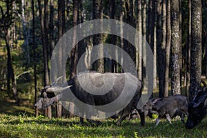 Flock of buffalo family in pine wood