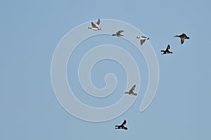 Flock of Bufflehead Ducks Flying in a Blue Sky