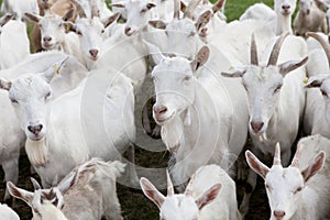 Flock Buren goats