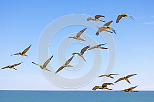 Flock of Burrowing parakeets flying over the sea