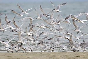 Flock of Cabot`s Tern Thalasseus acuflavidus flying on the shore in Bahia, Brazil