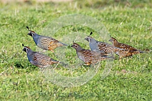 Flock of California Quail Callipepla californica running on the grasslands of Point Reyes National Seashore, California