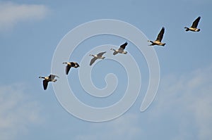 Flock of Canada Geese