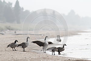 Flock of Canada Geese at Beach
