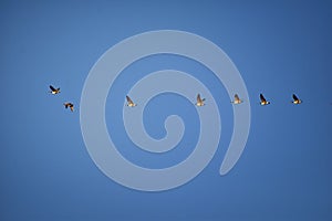 Flock of Canada geese Branta canadensis in flight against blue sky, a large wild goose species with a black head and neck, white