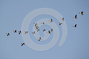 Flock of Canada Geese (Branta canadensis) in flight over Tiny Marsh