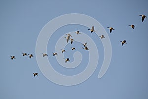 Flock of Canada Geese (Branta canadensis) in flight over Tiny Marsh