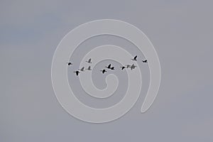 Flock of Canada Geese (Branta canadensis) flying high overhead at Tiny Marsh