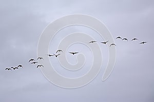 Flock of Canada geese on a cloudy sky