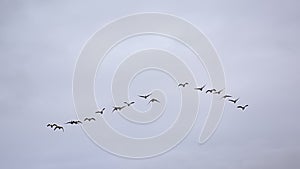 Flock of Canada geese on a cloudy sky