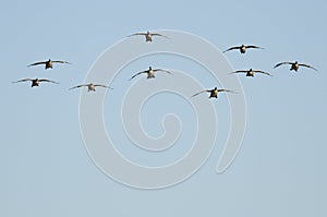 Flock of Canada Geese Coming in for Landing in a Blue Sky