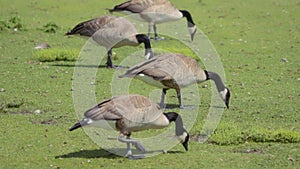 Flock of Canada geese eating grass in the park.