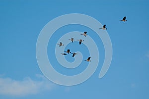 A flock of Canada Geese in flight