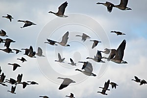 Flock of Canada Geese in Flight