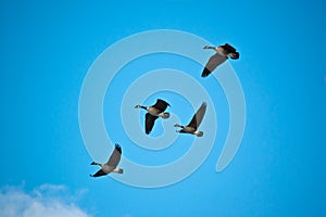 Flock of Canada Geese in Flight