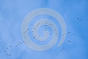 Flock of Canada geese on flight on a blue sky