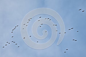 Flock of Canada geese on flight on a blue sky