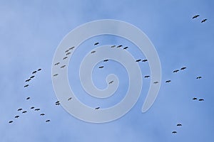 Flock of Canada geese on flight on a blue sky