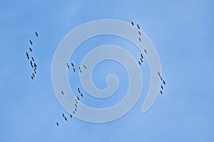 Flock of Canada geese on flight on a blue sky