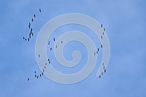 Flock of Canada geese on flight on a blue sky