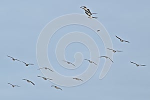 Flock of Canada geese on flight on a blue sky