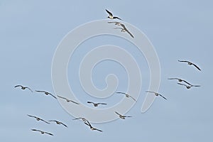 Flock of Canada geese on flight on a blue sky