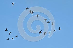 Flock of Canada geese on flight on a blue sky