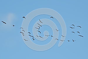 Flock of Canada geese on flight on a blue sky