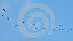 Flock of Canada geese on flight on a blue sky