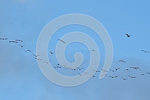 Flock of Canada geese on flight on a blue sky