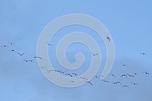 Flock of Canada geese on flight on a blue sky