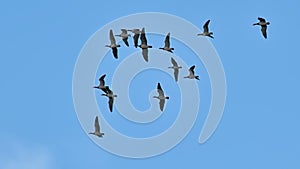 Flock of Canada geese on flight on a blue sky